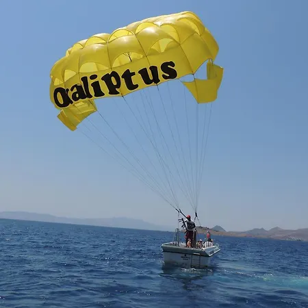 Okaliptus 4*